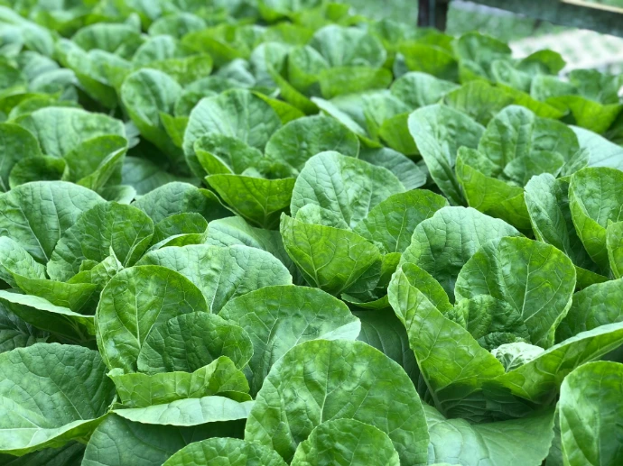 closeup photo of green leafed plant