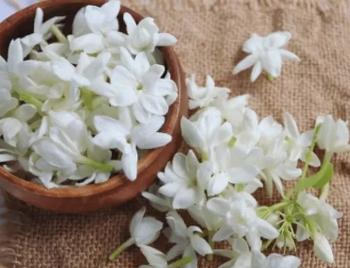 jasmine smabc