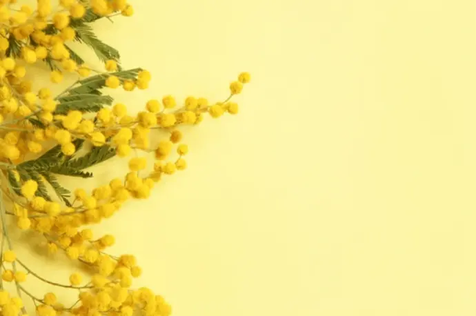 mimosa