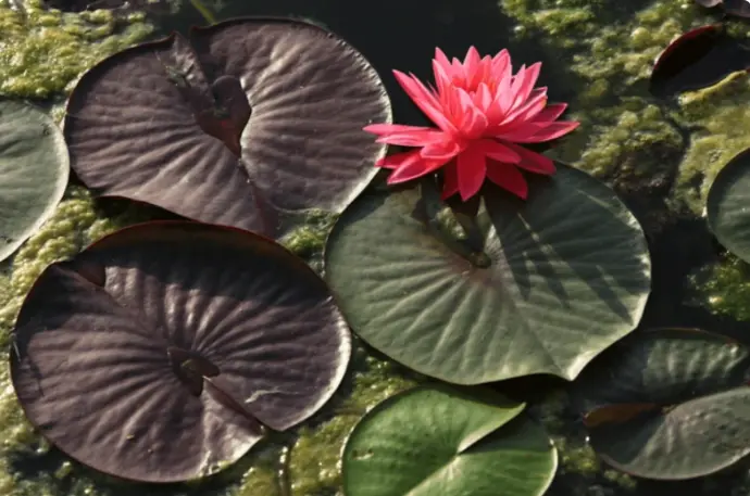 lotus