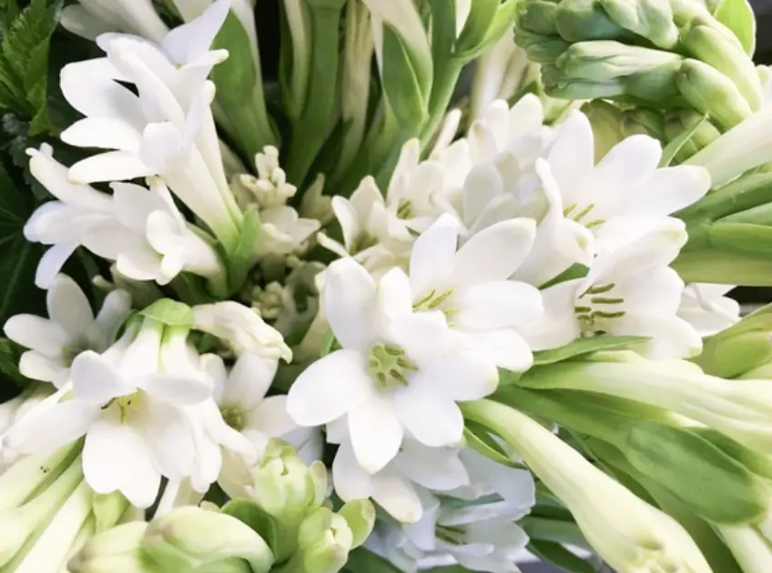 jasmin
