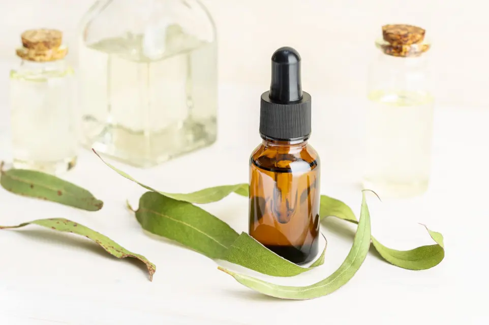 Eucalyptus 